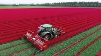 برداشت مکانیزه گل لاله در هلند