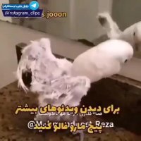 کلیپ بامزه | باجناق با پرایدش آمده | کلیپ طنز | طوطی بامزه