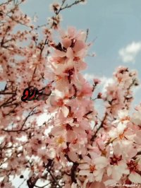 کلیپ آمد بهار جانها از چاوشی