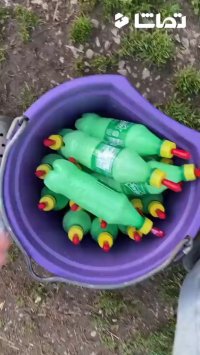 شیر خوردن بزغاله های بامزه ... کلیپهای خنده دار و پربازدید روز