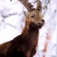 اسمت شد ورد زبانم | آهنگ عاشقانه زیبا | کلیپ زمستانی زیبا | آهنگ زیبا